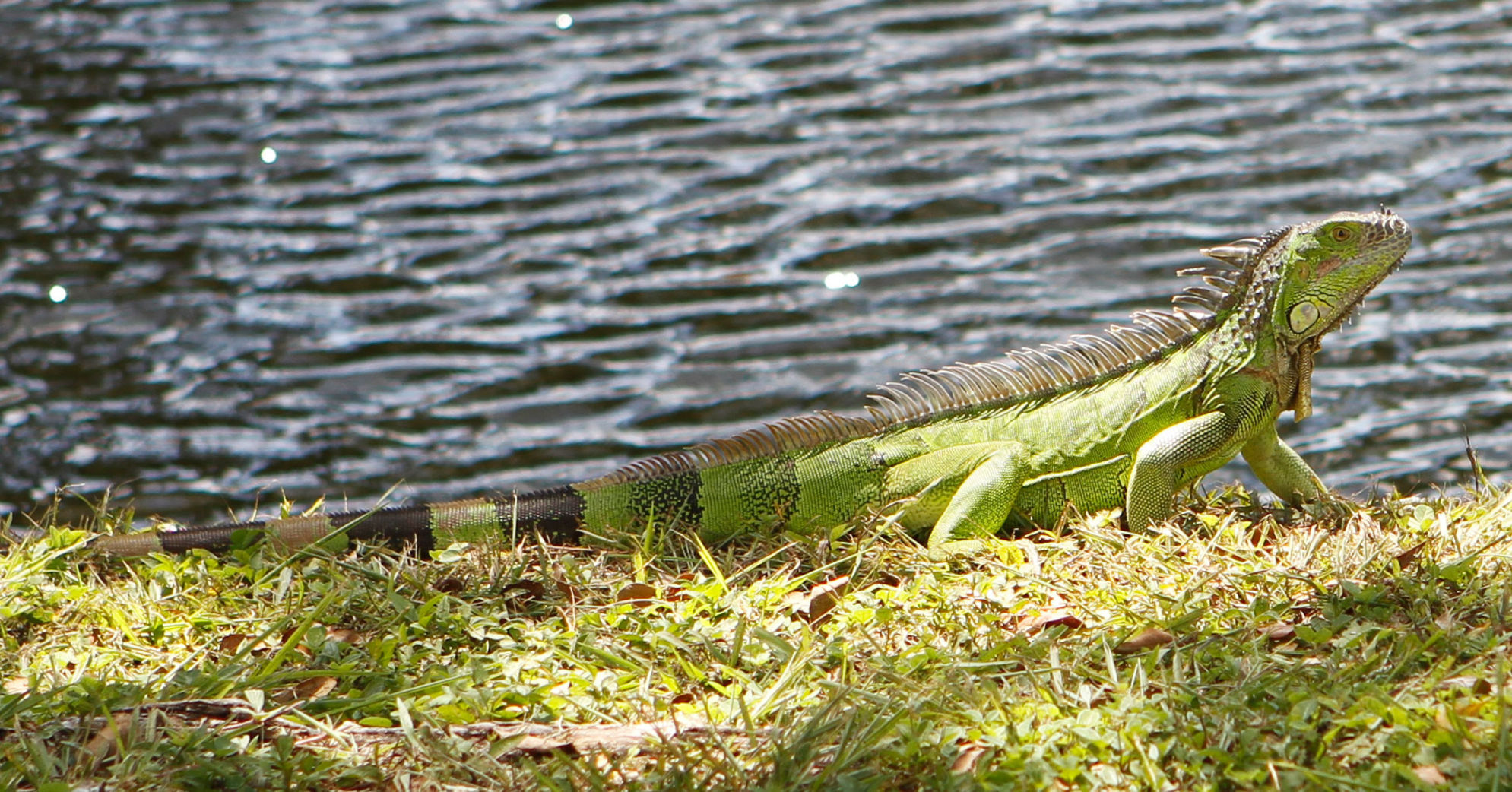 Florida iguana